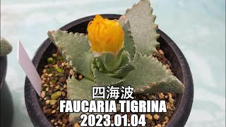 四海波 Faucaria tigrina 2023 01 04 [upl. by Fredia36]