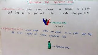 Apocarpous And Syncarpous Pistil In HindiUrdu [upl. by Hufnagel800]