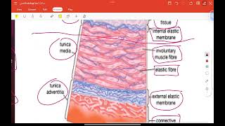 Histology lab Histological Techniques part2 [upl. by Carn]