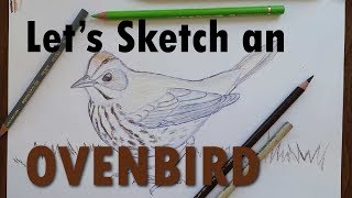 How to Sketch an Ovenbird [upl. by Romie293]