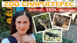 ZOOLÓGICO DE CHAPULTEPEC conoce ESPECIES 100 MEXICANAS 🐺  PorElCarrilIzquierdo [upl. by Bonaparte56]