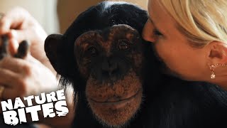 Raising Chimpanzees as Humans  Nature Bites [upl. by Hanahsuar]