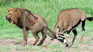 Top 5 Antelope that Can KILL LIONS  Lion vs Gemsbok Kudu Wildebeest Hartebeest Crocodile [upl. by Ikey]