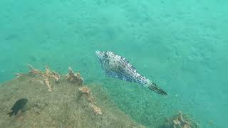 Scrawled Filefish aluterus scriptus [upl. by Cash]