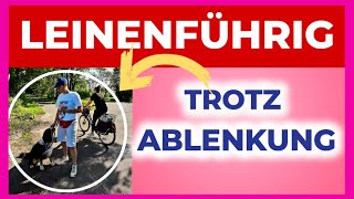 Mache diese LEICHTE Übung und beobachte wie schnell dein Hund auch bei Ablenkung leinenführig wird ✅ [upl. by Nabe]