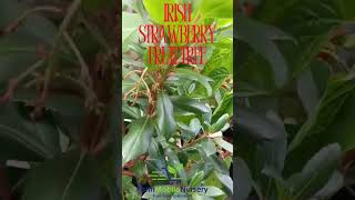 Irish Strawberry Fruit Tree  shortsfeed shorts [upl. by Thacker]