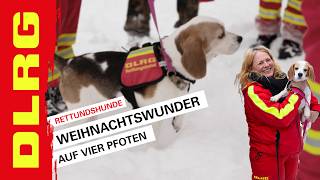 DLRG  Weihnachtswunder auf vier Pfoten [upl. by Celina87]