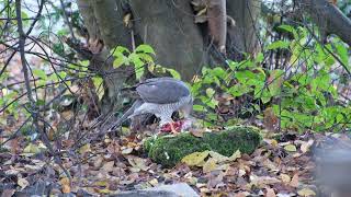 SperberSparrowhawk Accipiter nisus [upl. by Hna]