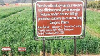 Weed management and GHG studies in rice based system icar icarrcer icarrcerpatna [upl. by Fishbein794]