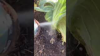 Blasting aphids off of plants with water [upl. by Dwan]