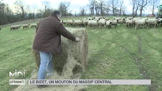 ANIMAUX  Le Bizet un mouton du Massif Central [upl. by Fadiman]