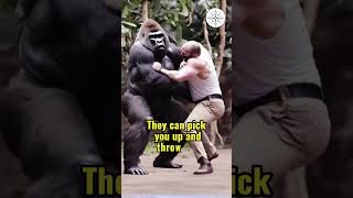 Who would win in a Gorilla and Human fight shorts shortvideo animals [upl. by Eelaroc]