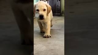 Labrador running video🥰😍 shorts viral trending dogsofficial [upl. by Hanahsuar]