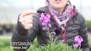 Erysimum  Wallflowers [upl. by Nazus]