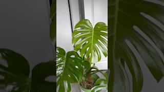 My Monstera pushed out new leaf after 3 months 🥹 monstera plants monsteradeliciosa [upl. by Artek]