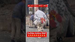 پسر مهربان افغانستانی در ایران youtube love afghan youtubeshorts shorts iran afg afghan [upl. by Thorny]