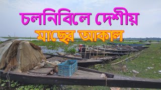 Fish appetite in Chalonbi। চলনবিলে মাছের আকাল [upl. by Jameson]