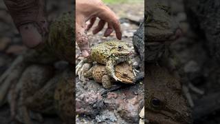 Catching TWO frogs are mating after rain [upl. by Girardi596]