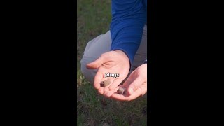 Should you pick up plugs after aerating [upl. by Leumek]