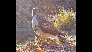 Red tailed hawk ravine pond Nebraska 11 7 24 957am [upl. by Darton403]