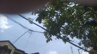 Kalachuchi tree flowers rtmendiola itsastakesything yaboicoach welmixTV [upl. by Navis]