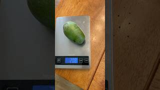 Avocado Aravaipa fruit size [upl. by Chaffinch]