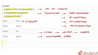 In which of the following plants is a tricarpellary syncarpous gynoecium found   CLASS 12  NT [upl. by Ekal364]