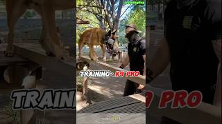 Pro Dogtraining 🔥k9 k9dog tactical DogTraining dogoftiktok k9dog dogtraining [upl. by Mellman649]