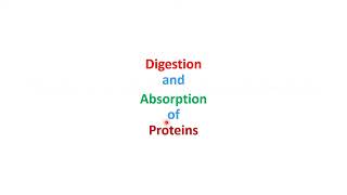 Protein Metabolism Digestion Transdeamination amp Urea Cycle BSN Lecture 9 DPT4 Lecture 4 [upl. by Keeryt]