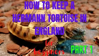 How to Keep a Hermanns Tortoise [upl. by Gnauq]