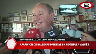 Aparición de ballenas muertas en Península Valdés [upl. by Ingham]