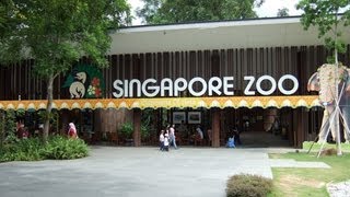 Top 10 Best Zoos In The World [upl. by Heidt]