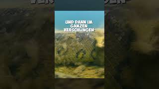 Anakondas  die größten Schlangen der Welt tiere natur shorts [upl. by Irt]