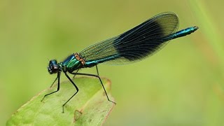 Banded Demoiselle Calopteryx splendens  Damselfy [upl. by Krissie]