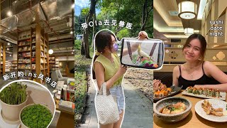 KL日常🐥 L新开的ins风书店 sushi date night🍙 带Ola去见兽医 📚 ENG SUB [upl. by Dovev832]