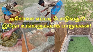 அசோலா எப்படி போடுவது முழு விளக்கம் Azola cultivation and farming in Tamil [upl. by Ynehpets276]