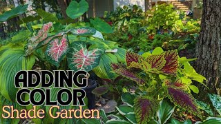 Make Your Shade Garden POP with Caladiums amp Coleus 🍃🍀 September Shade Garden Tour 🌿 [upl. by Auj156]