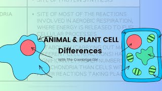 The Differences between Animal cell and Plant cell Stage 7 Lower secondary [upl. by Lundt]