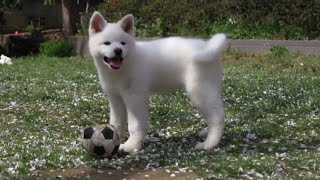 Gli Akita cani di razza giapponese spopolano nel mondo [upl. by Otxilac]