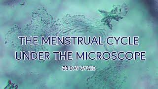 The Menstrual Cycle Under The Microscope 28 Day Cycle [upl. by Monroy439]