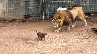 Lion missed his dachshund friend so much he stopped eating  then something amazing happened [upl. by Noled35]