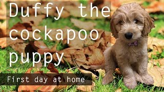 DOG VLOG Bringing Duffy the cockapoo puppy home [upl. by Aikrahs463]