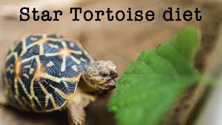 Indian Star Tortoise diet  The most detailed diet list for Indian Star Tortoise [upl. by Eveam]