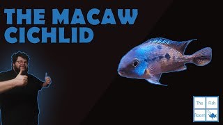 The Macaw Cichlid [upl. by Scornik]