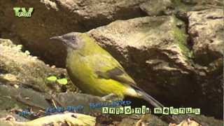 New Zealand Bellbird  Anthornis melanura [upl. by Melantha]