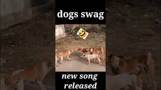 😀😈kuta song😀 doge song shorts sorts video😀😀😀 [upl. by Dickenson]