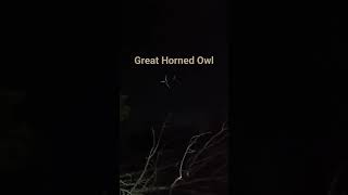 Great Horned Owl sounds [upl. by Sauer]