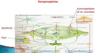 Adrenergic receptors [upl. by Meletius]