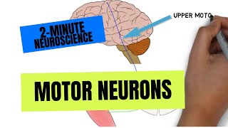 2Minute Neuroscience Motor Neurons [upl. by Hoo]