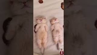 🐾 Adorable Kitten Sounds to Melt Your Heart 😻✨ KittenSounds CuteCats meow [upl. by Editha]